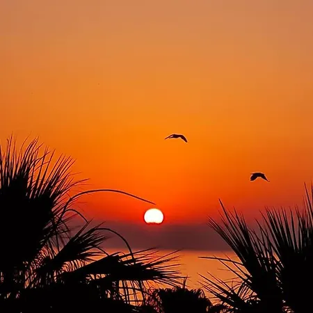 Alex 503 * Larnaca
